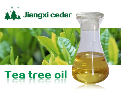 山蒼子油的加工過(guò)程介紹