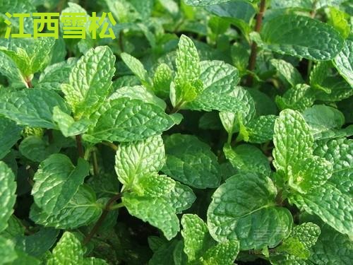 薄荷油哪里能買到 薄荷油哪里能買到