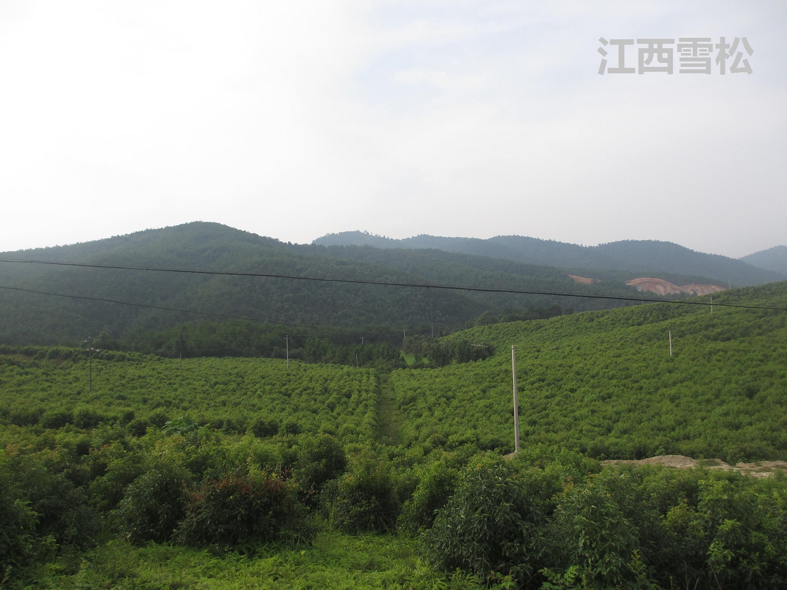 精油價(jià)格差距